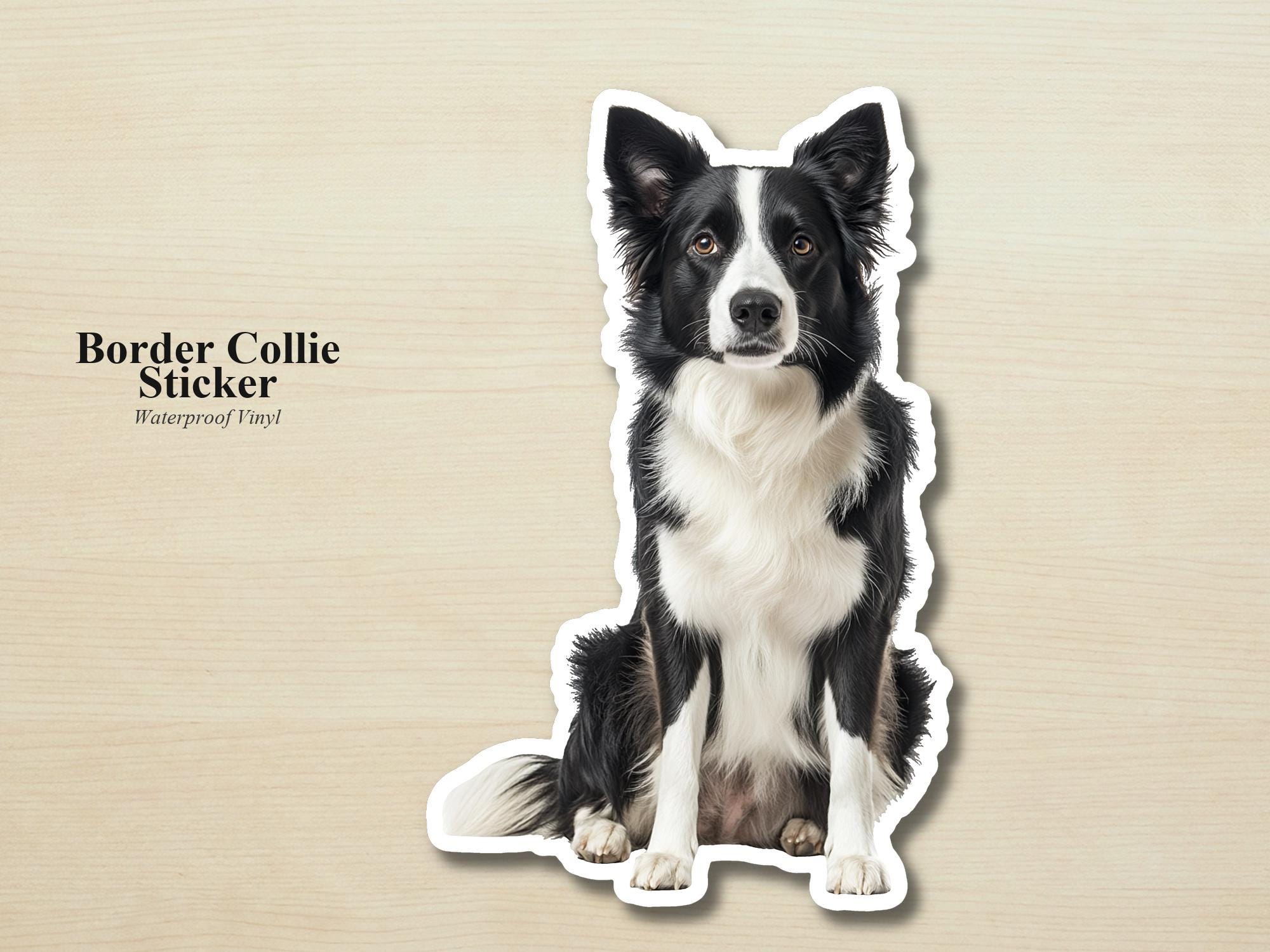 Border Collie Sticker | Waterproof Vinyl Dog Decal (Laptop, Water Bottle)