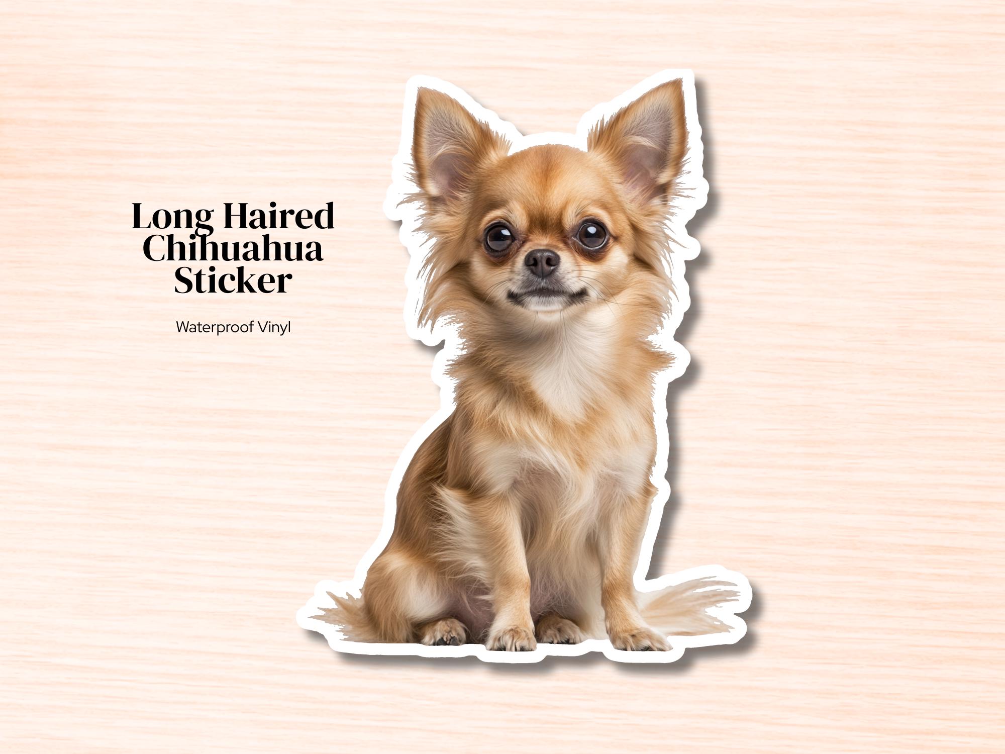 Long Hair Chihuahua Sticker | Waterproof Vinyl Tan Long Hair Chihuahua Decal (Laptop, Water Bottle)