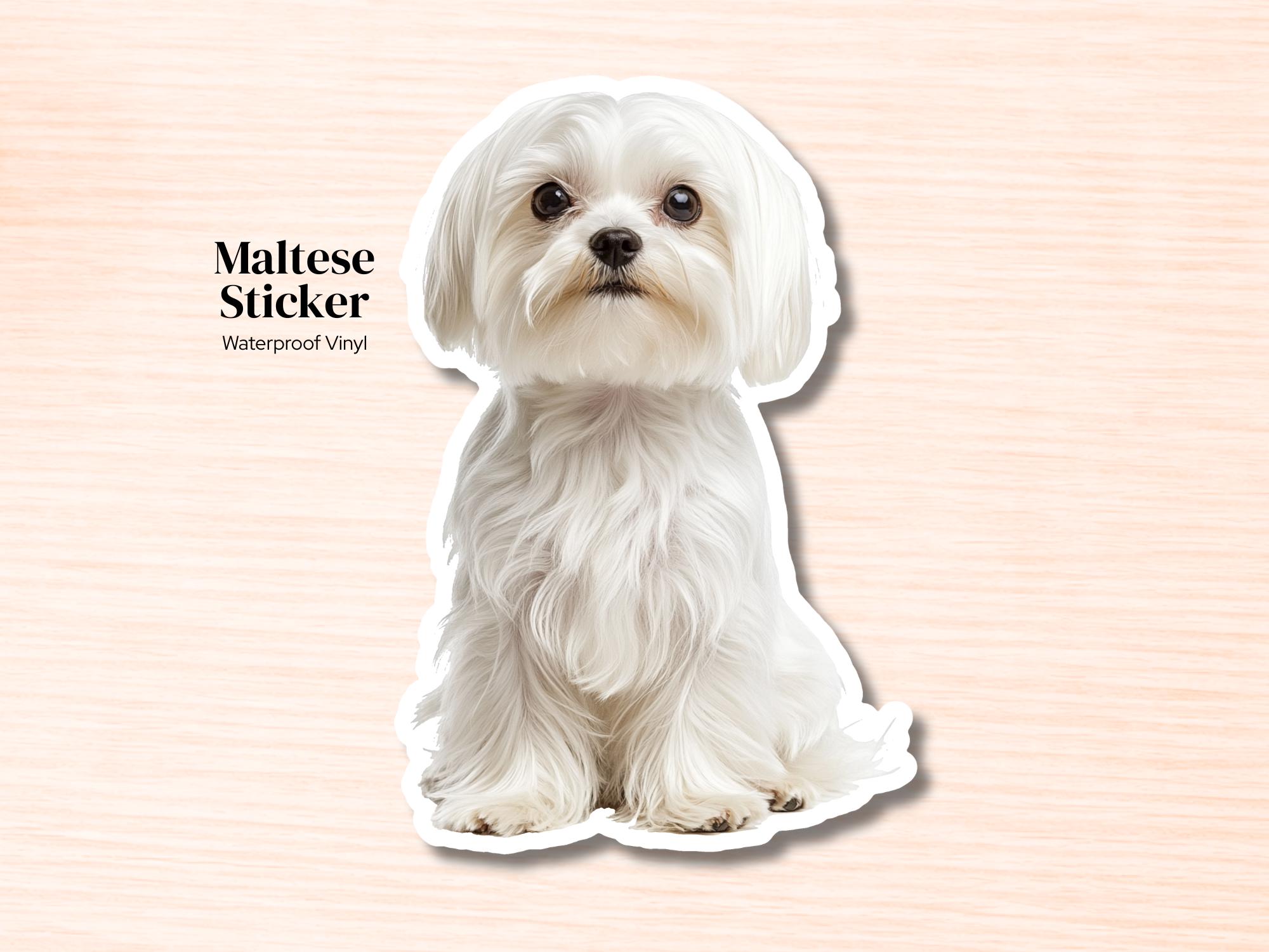 Maltese Sticker | Waterproof Vinyl Dog Decal (Laptop, Water Bottle)